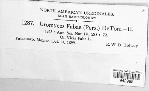 Uromyces viciae-fabae image